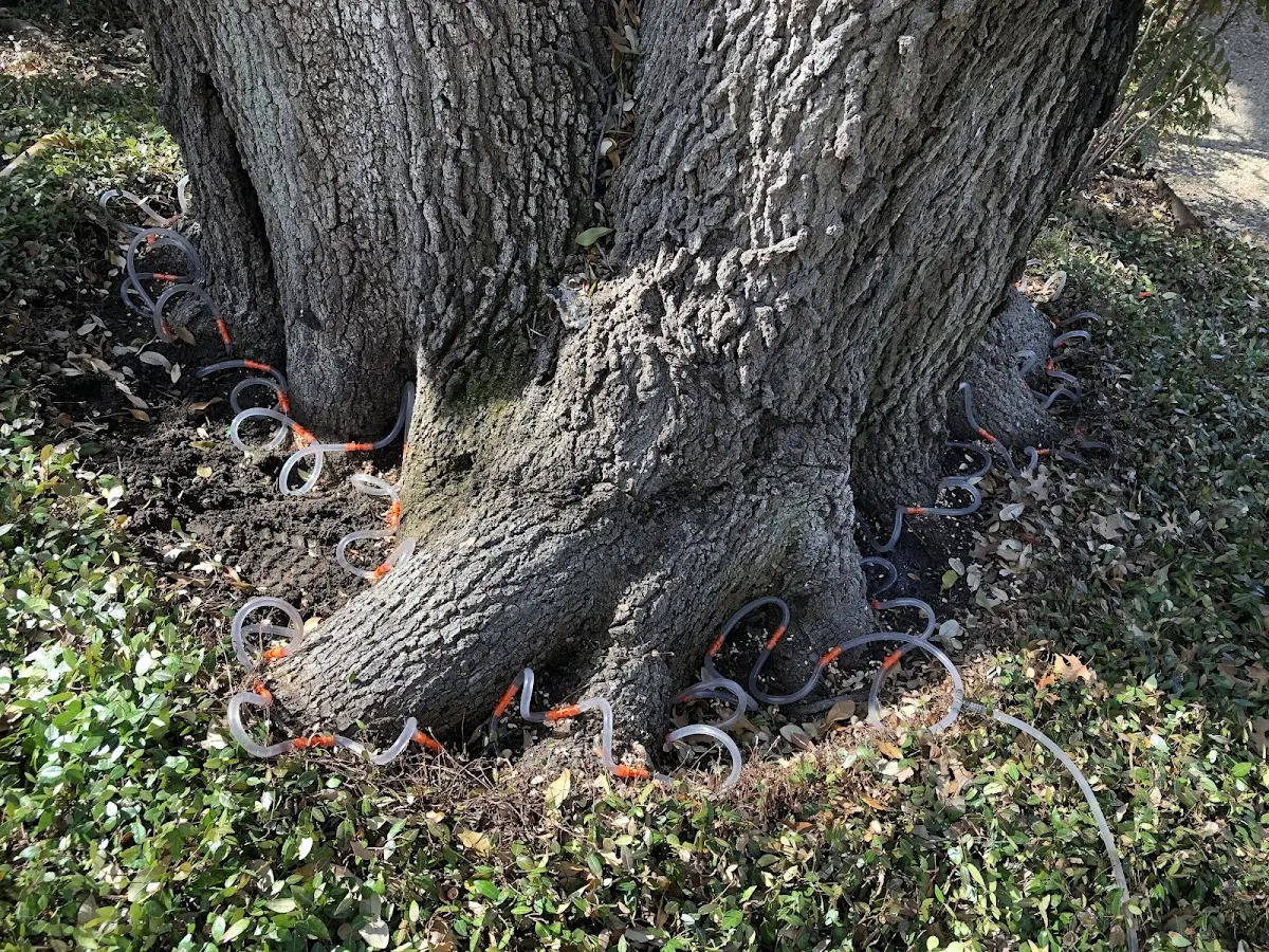 Detailed Tree Cabling and Bracing job site in Cumberland City