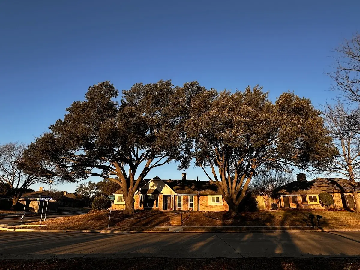 Established residential canopy tree shading a home in Cumberland City